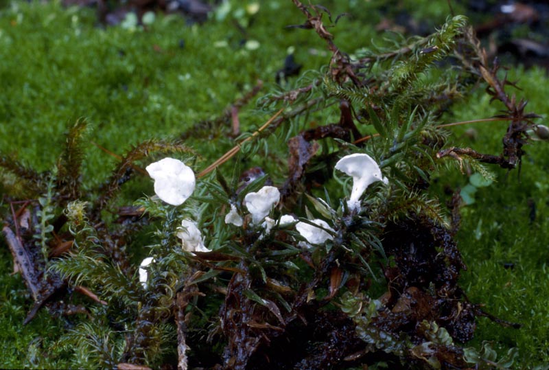 Muscinupta laevis